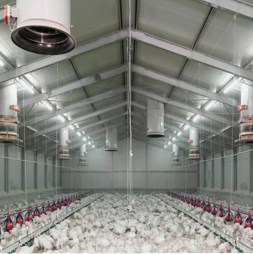 Rust-Resistant Steel Poultry House with Ventilation, Equipped with Automatic Water and Feed Systems, Suitable for Broiler and Layer Chicken Farming.