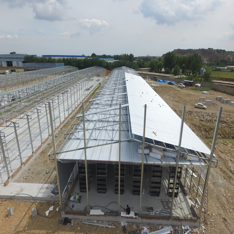 High Strength Steel Structure for Poultry House with Fast Installation and Long Life Broiler Flat Rearing/ Layer Cage/Hens of The Farms Livestock Equipment
