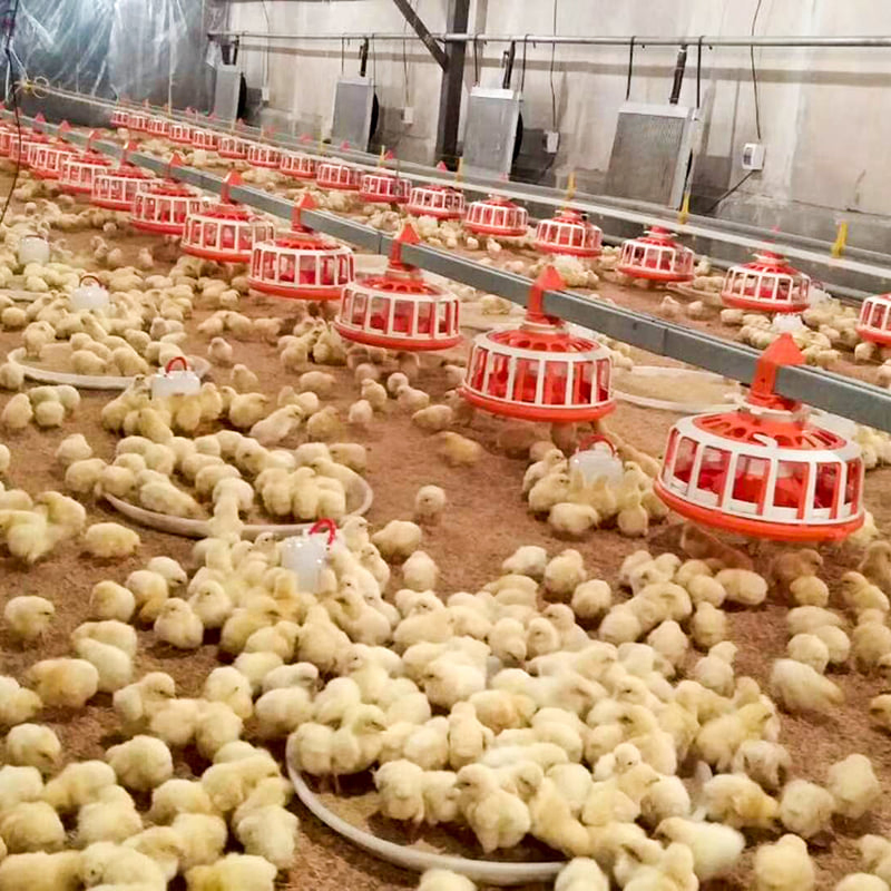 Low Cost Prefabricated Steel Structure Poultry House Chicken House