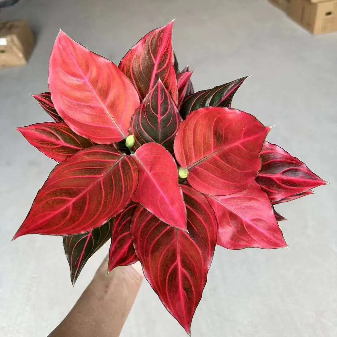 Real Plants Wholesale Aglaonema Red Vein
