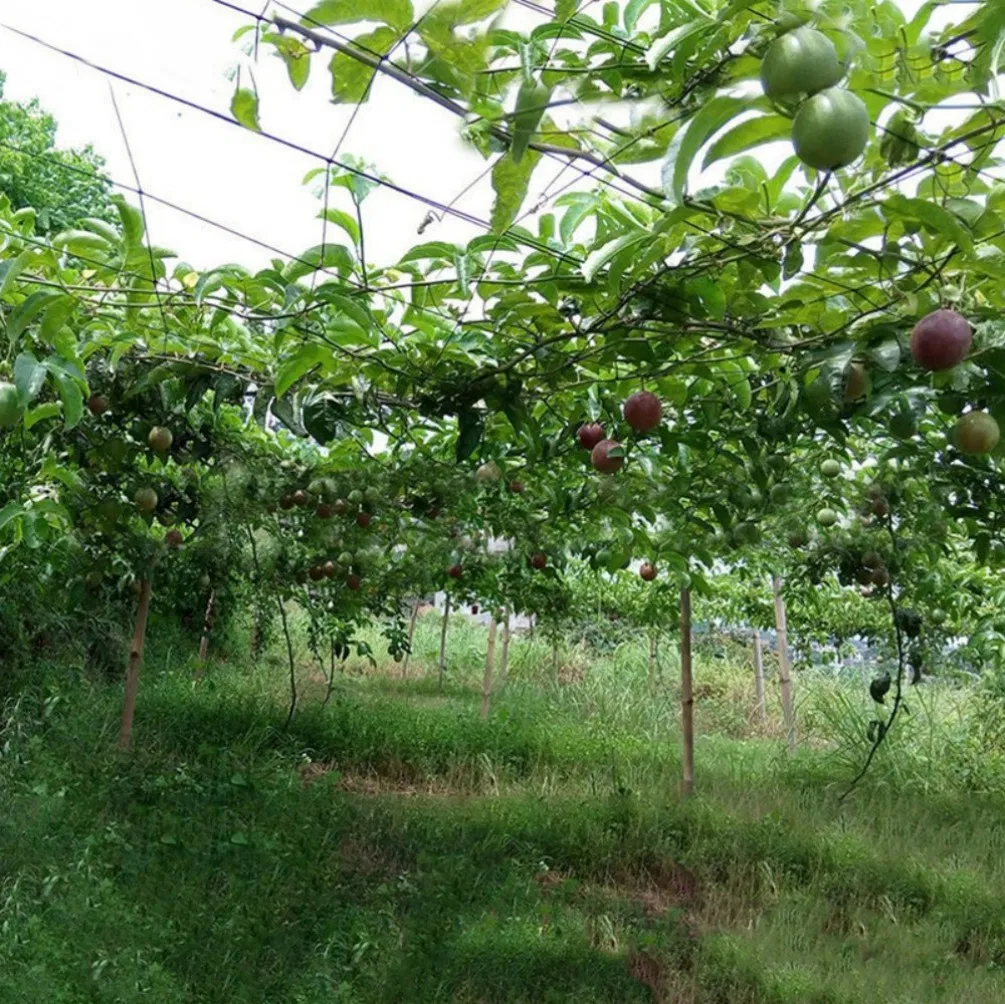 Plastic Climbing Plant Support Mesh/Gardening Net /Bean & Pea/Cucumber Netting