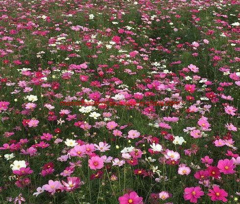Coreopsis Seeds Mixed Color for Garden Planting