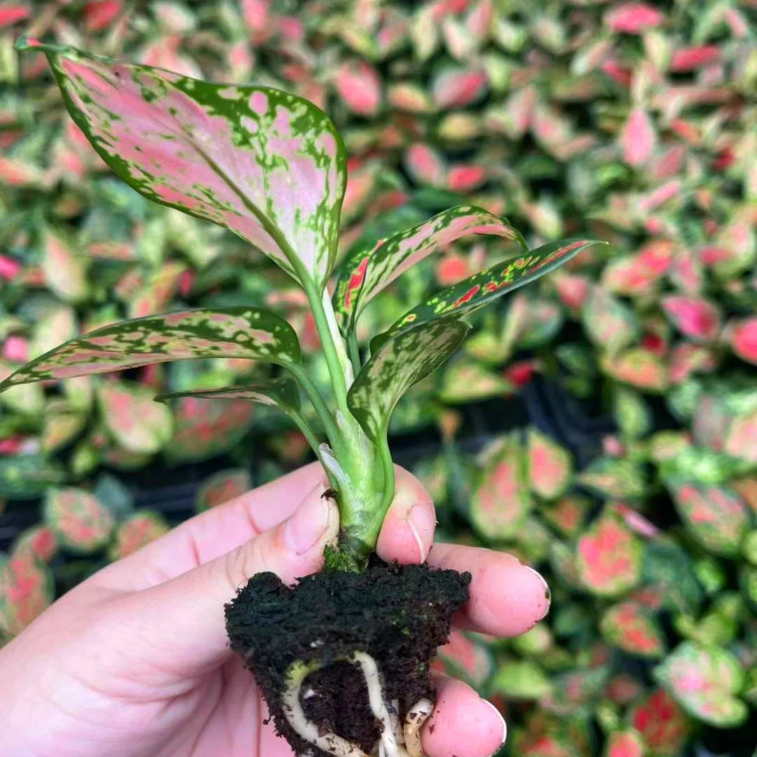 Rich Red Aglaonema Plug Seedlings Live Plants Tissue Culture Indoor Wholesale Plant