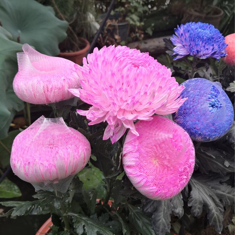 Защитные сетчатые подложки для цветов Premium Flower Export