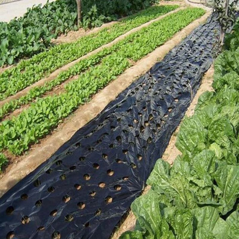 5~50m 0.02mm 5 Holes Garden Vegetable Plants Grow Black Film Protection Cover Greenhouse Weed Control Perforated PE Mulch Film