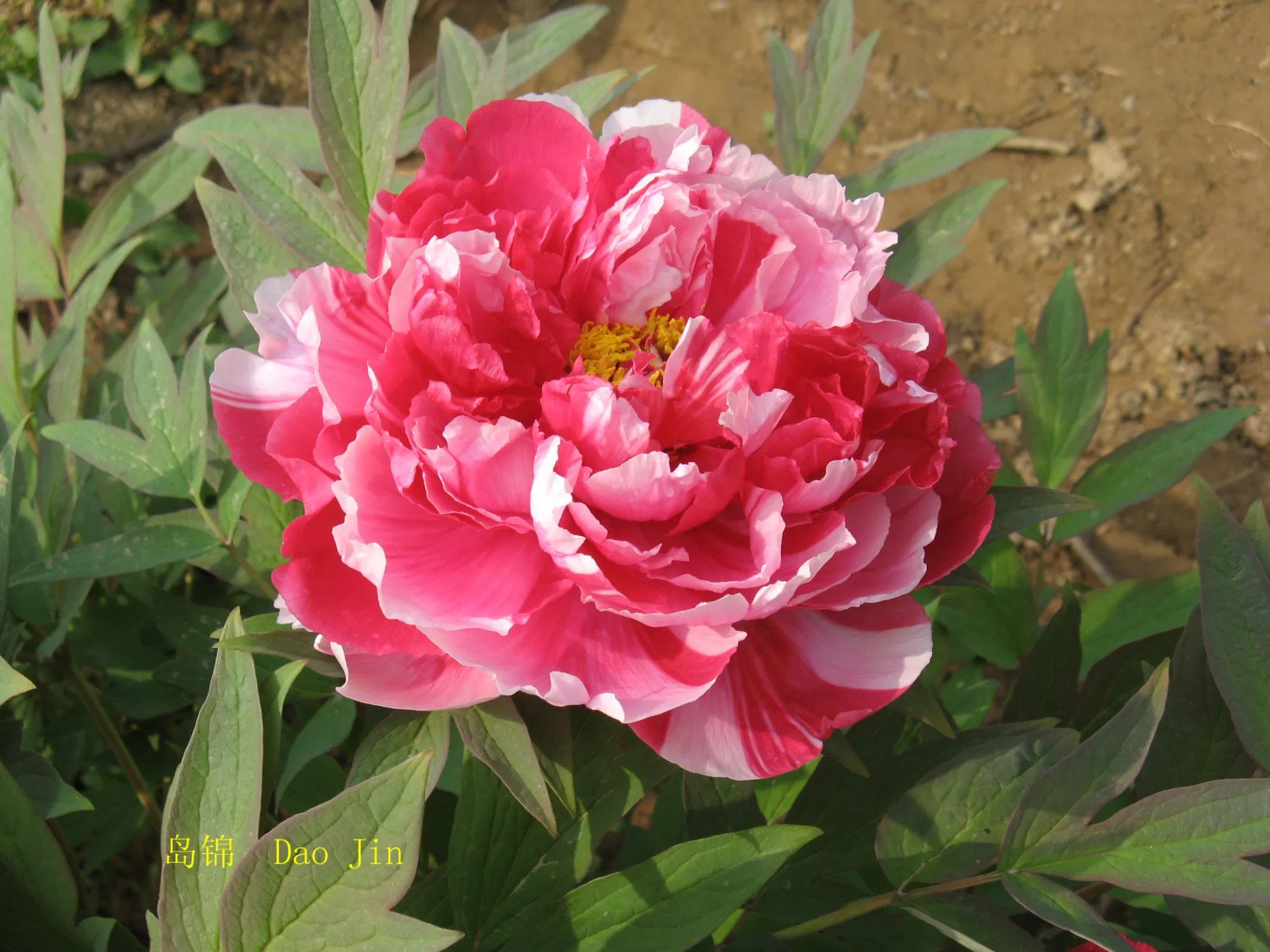 Hot Sell High Qualirt Different Size Multi-Color Big Flower Chinese Tree Peony Dao Jin