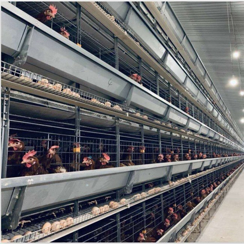 Poultry Farm with a Type Chicken Birds Layer Cage