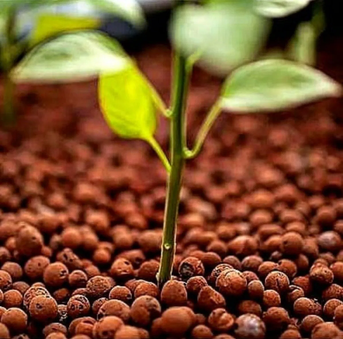 Red Hydro Clay Pebbles Soilless Culture Nutrient Balls for Plants Leca Clay Ball