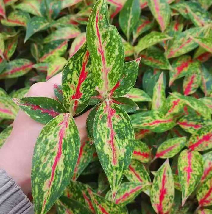 Aglaonema Variety Indoor Live Plants Plug Seedling Tray Plants