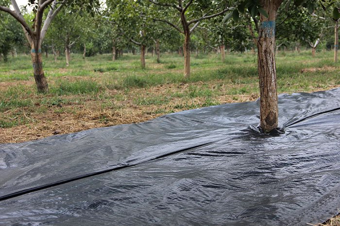 Grass-Proof Cloth Orchard Weeding Cloth Weeding PP Ground Cover Weed Mat