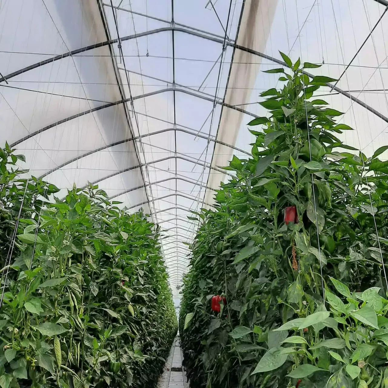 PE Po Agriculture Greenhouse for Vegetables fruit