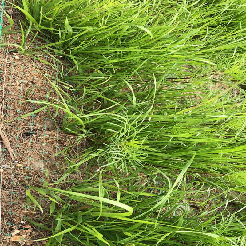 Tr 200GSM-1000GSM Customized Size Coconut/Coco Coir/Fiber Blanket/Mat for Slope Protection/Ecological Restoration/Soil Management