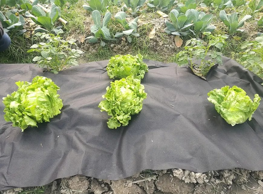 Dimensionally Stable Custom Spunbond Weed Mat