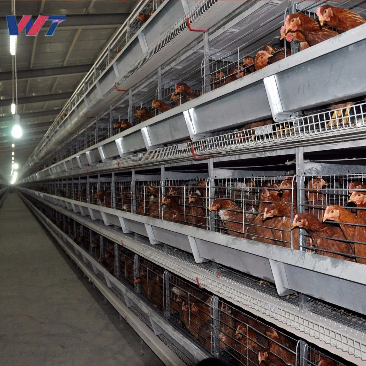 Large Poultry House with Automatic Features for Easy Care