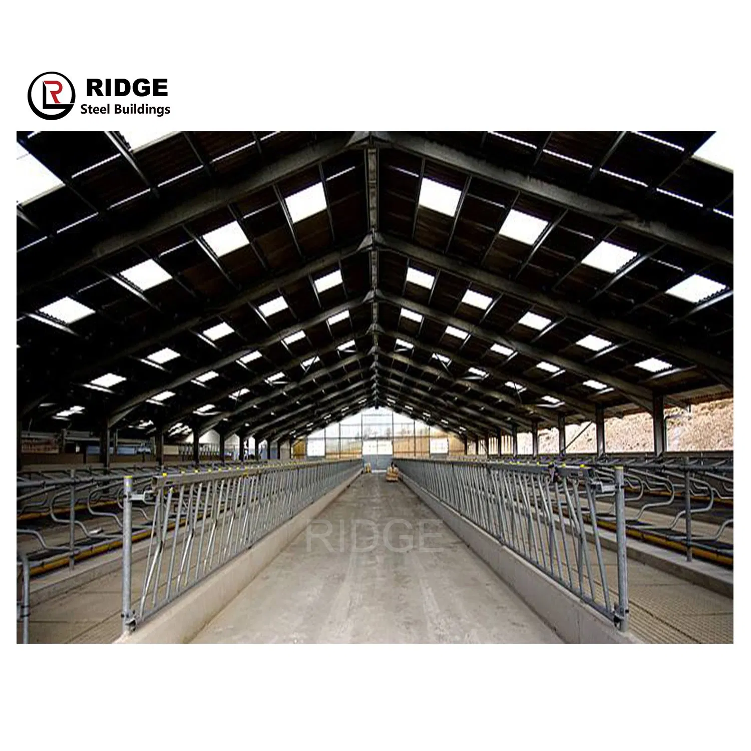 Anti-Seismic Design Cattle Shed Prefab Steel Structure Cow Shed