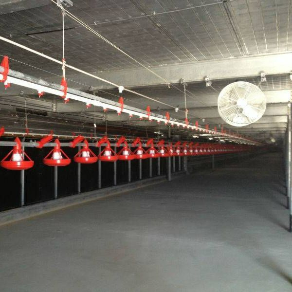 Low Cost Prefabricated Steel Structure Poultry House Chicken House