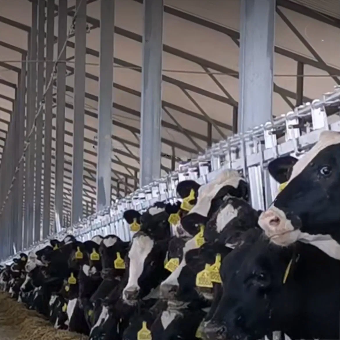 Steel Structure for Poultry Farm with Galvanized Materials and Insulation