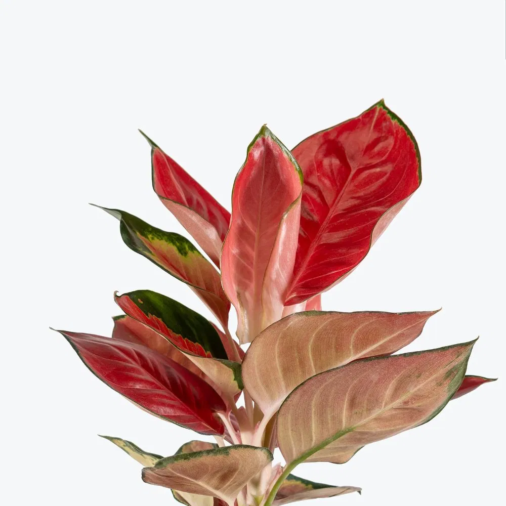 Fresh Plant Star King Red Plant for Home Decor