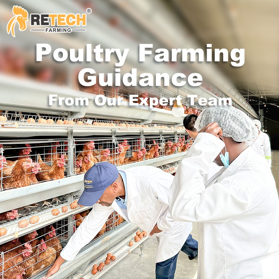 Chicken Cage Equipped Chicken House in Poultry Farm Prefabricated Steel Structure