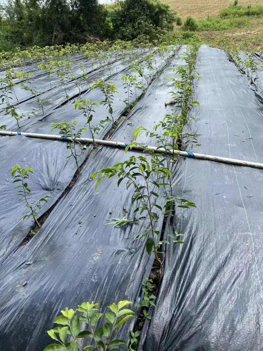Weed Barrier Fabric 6FT X 300FT Weed Mat PP Material 90GSM 100GSM Weed Mats for Sale