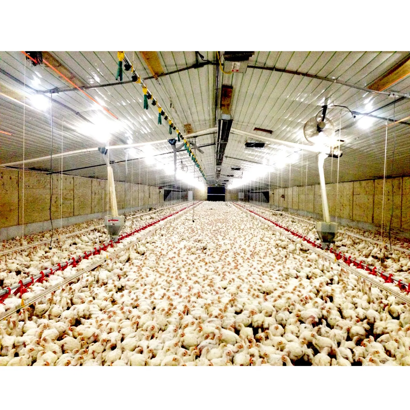 Layer Egg Chicken Cage for Chicken Farm Design Poultry House