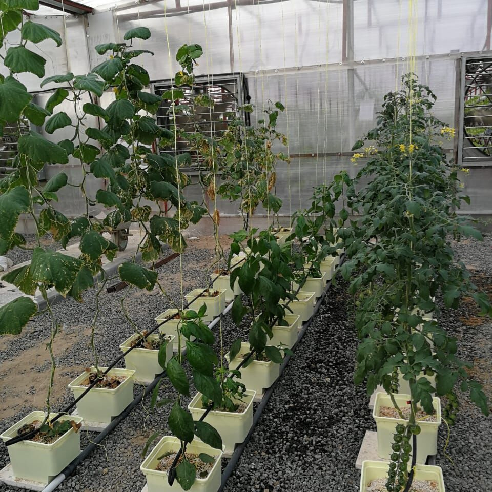 Dutch Bucket for Vegetable Tomatoes Grow Farming Dutch Bucket System