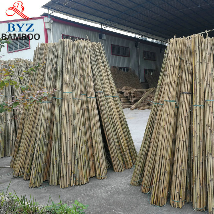 Tonkin Bamboo Pole for Farming Support and Gardening Decor/ Canes