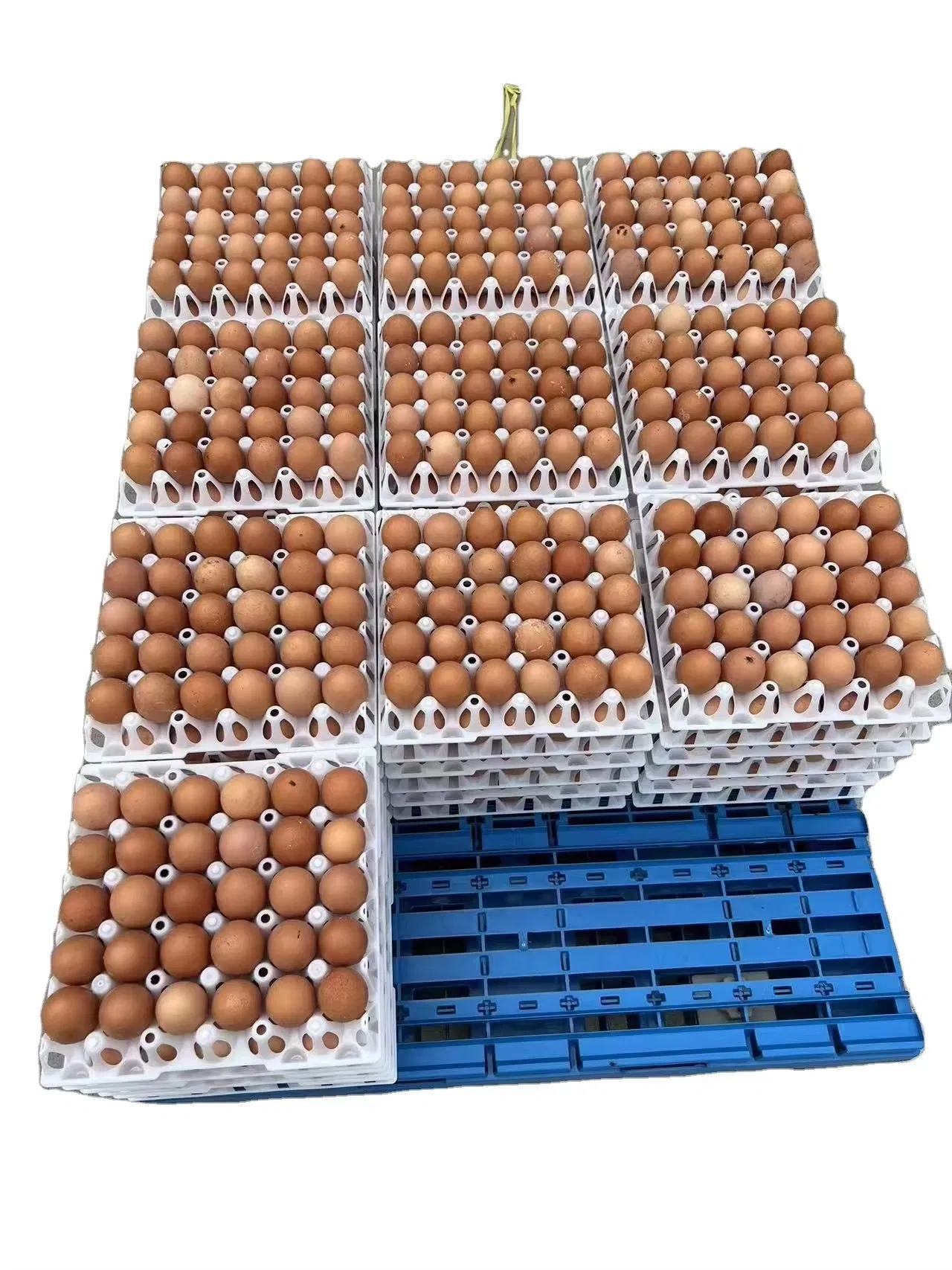 HDPE Plastic Egg Holder 30PCS Pack Durable Plastic Packaging