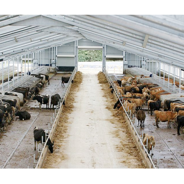 Anti-Seismic Design Cattle Shed Prefab Steel Structure Cow Shed