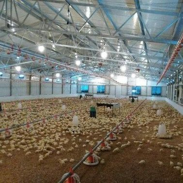 Affordable Automated Poultry House Systems for Easy Setup