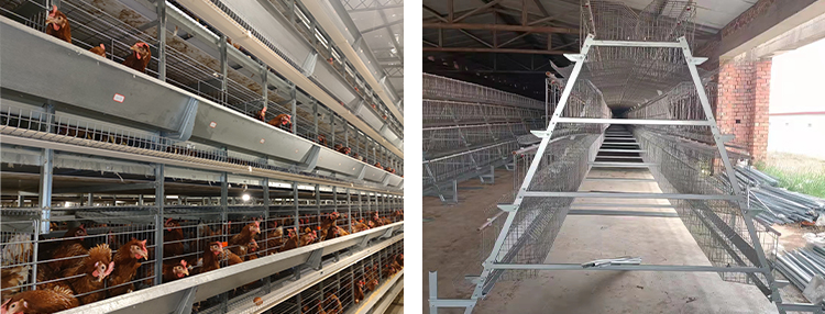 Environmentally Friendly High-Yield Automatic Large Farm Feeding System Equipment