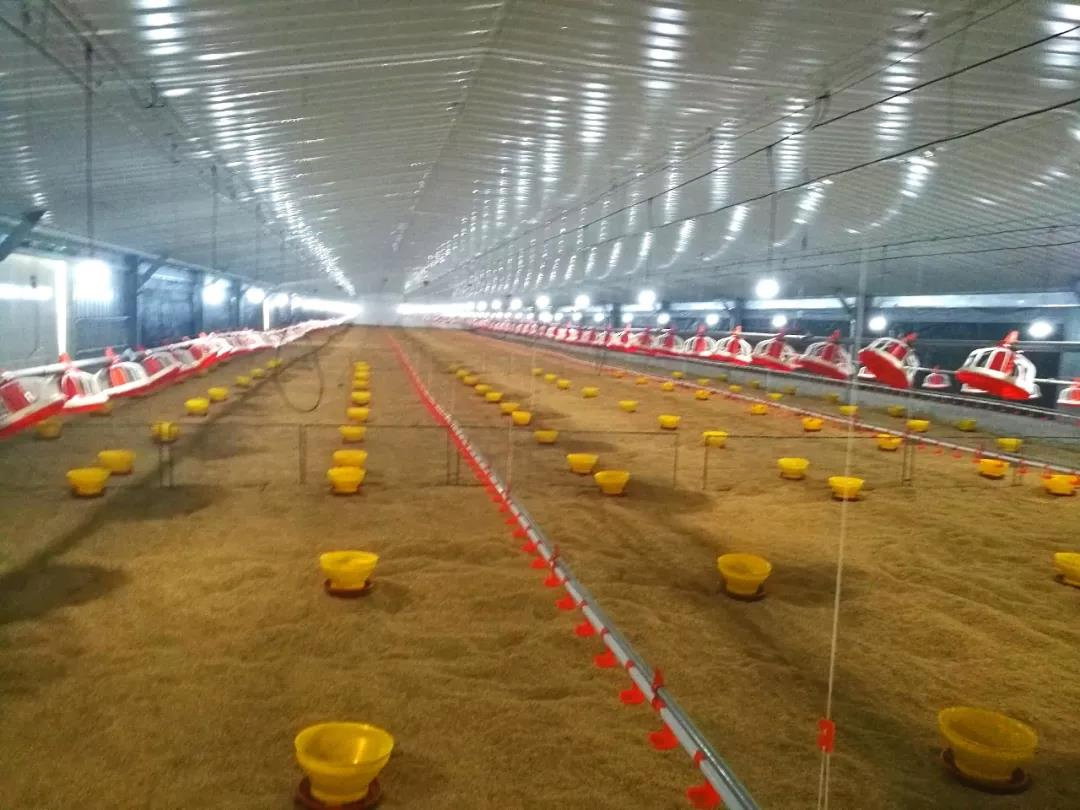 Popular Galvanized Customized Prefabricated Steel Structure Engineer Building Poultry Farm Chicken House Coop
