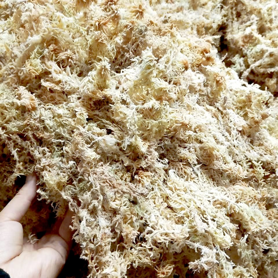 Factory Supplier 10kg/Bag Dried Sphagnum Moss for Farm Hacienda Flowers Base Potted Reduce Pests and Diseases