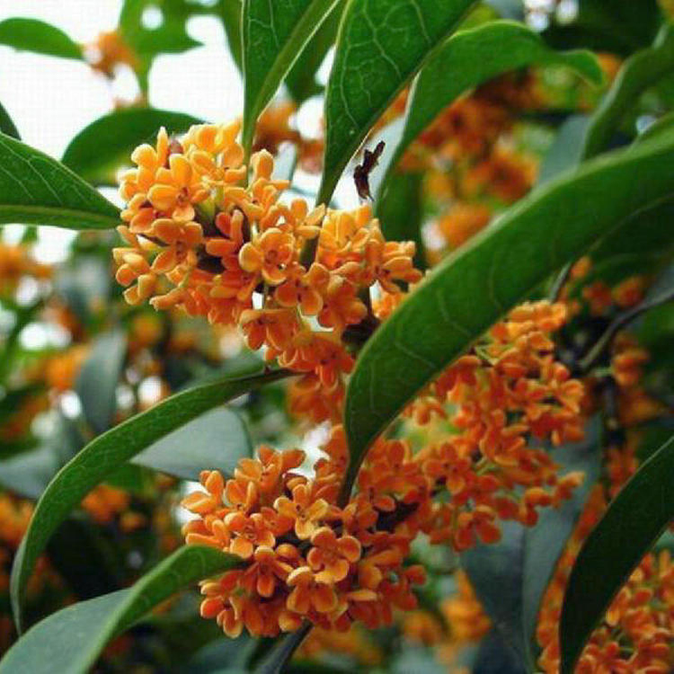 Hot Sell Different Size Golden Yellow Flower Chinese Osmanthus Fragrans Seedling