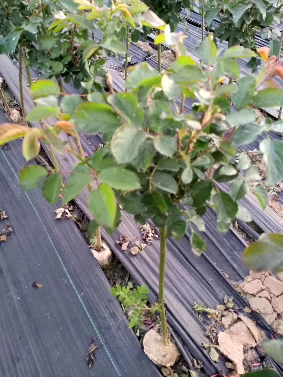 PE Ground Cover for Farm
