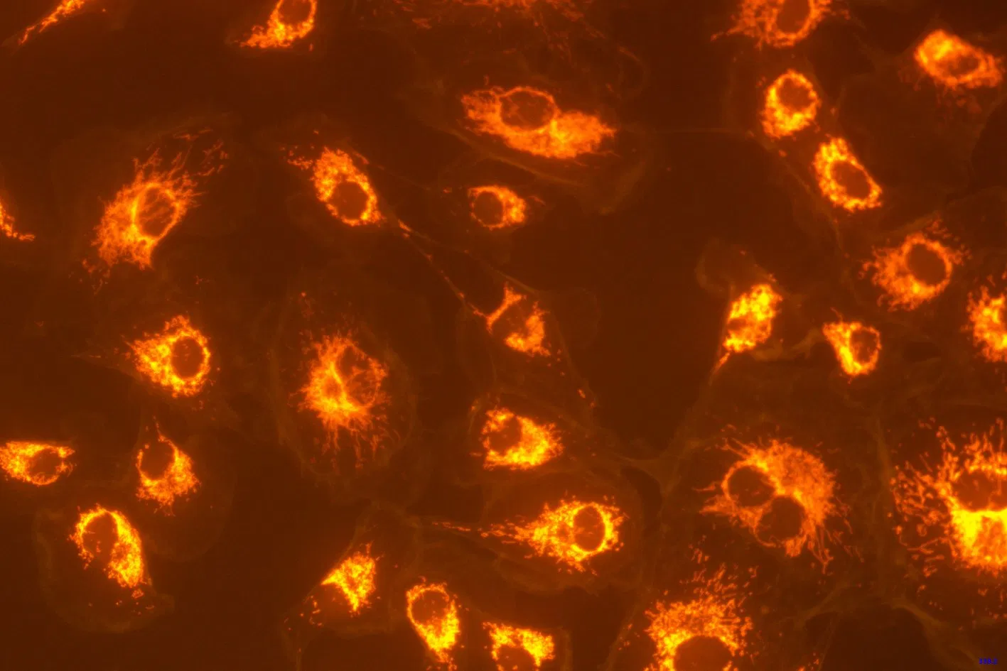 103100A 1/2′ ′ 3.1 Mega Pixell USB3.0 Microscope Camera