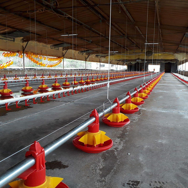 Chicken Automatic Feeding System Poultry Feed Line System Poultry Farm Equipment
