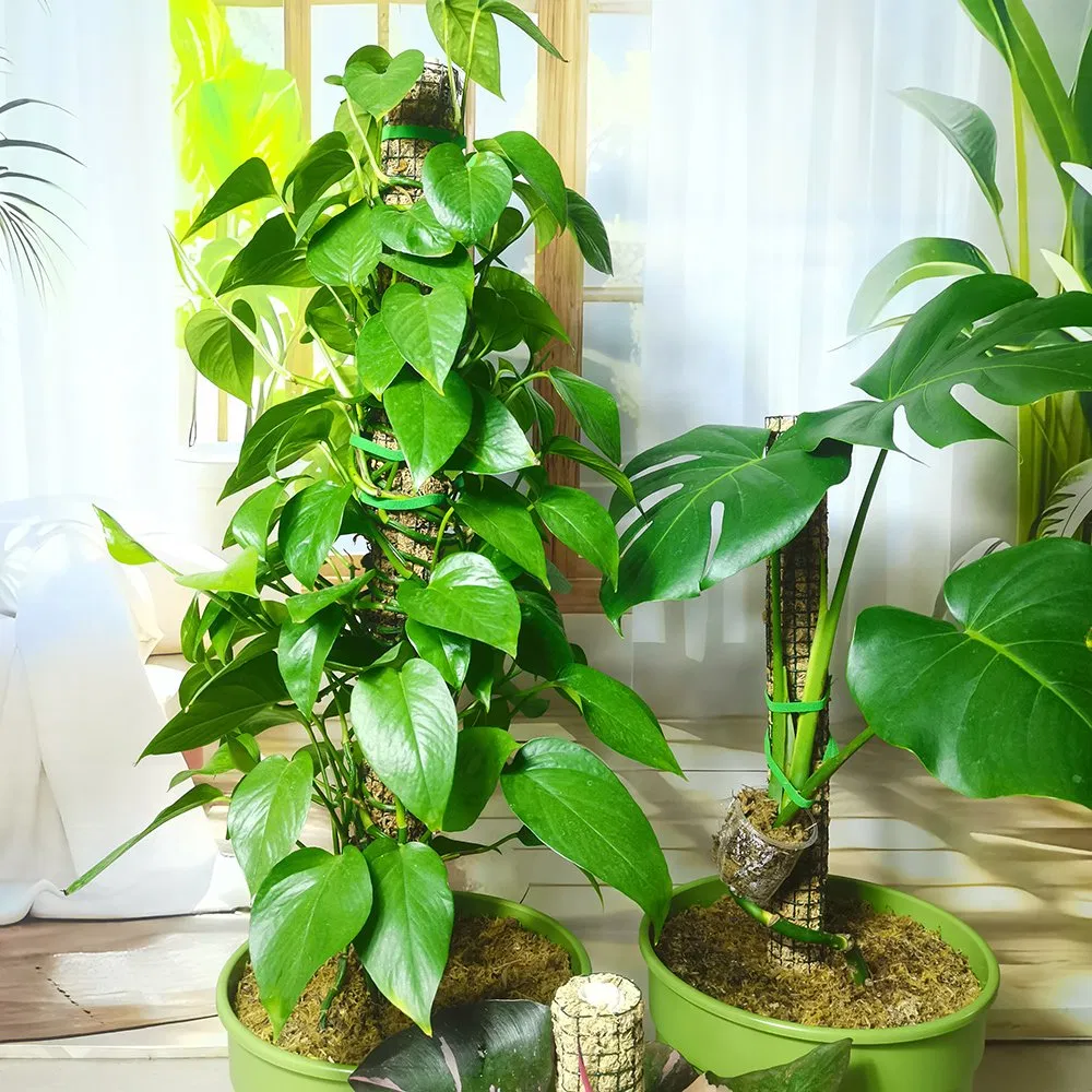 Breathablestackable Green Sphagnum Moss Plant Pole for Epiphytic Climbers Aerial Roots Monstera Thai Constellation Growth