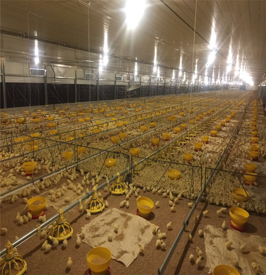 Portable Chicken Portable House Price Prefabricated Shed Steel Poultry Farm Construction