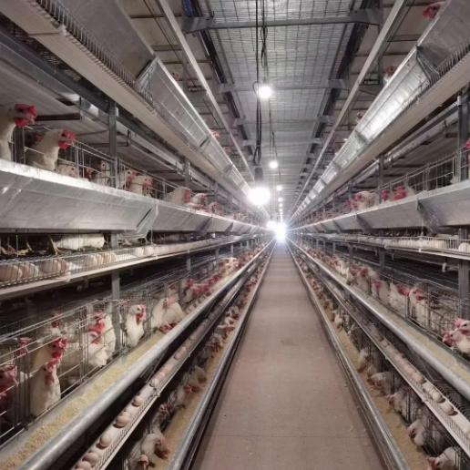 Versatile Steel Chicken Coop for Chic Poultry Housing Solutions