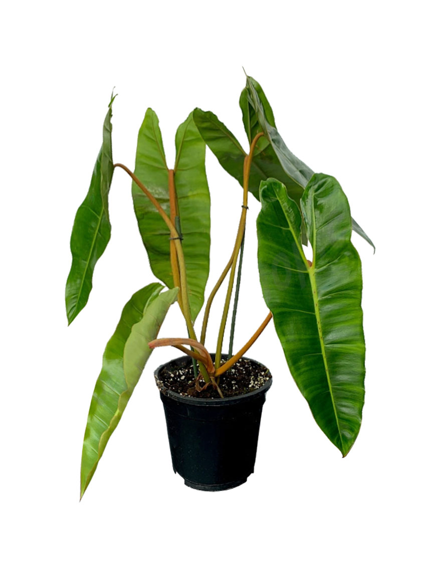 Philodendron Billietiae Tissue Culture Live Plants Plugs