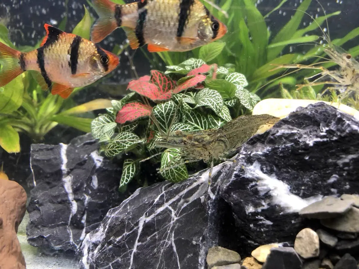 Black Mountain Seiryu Stone Aquascaping Rock Stone for Fish Tank