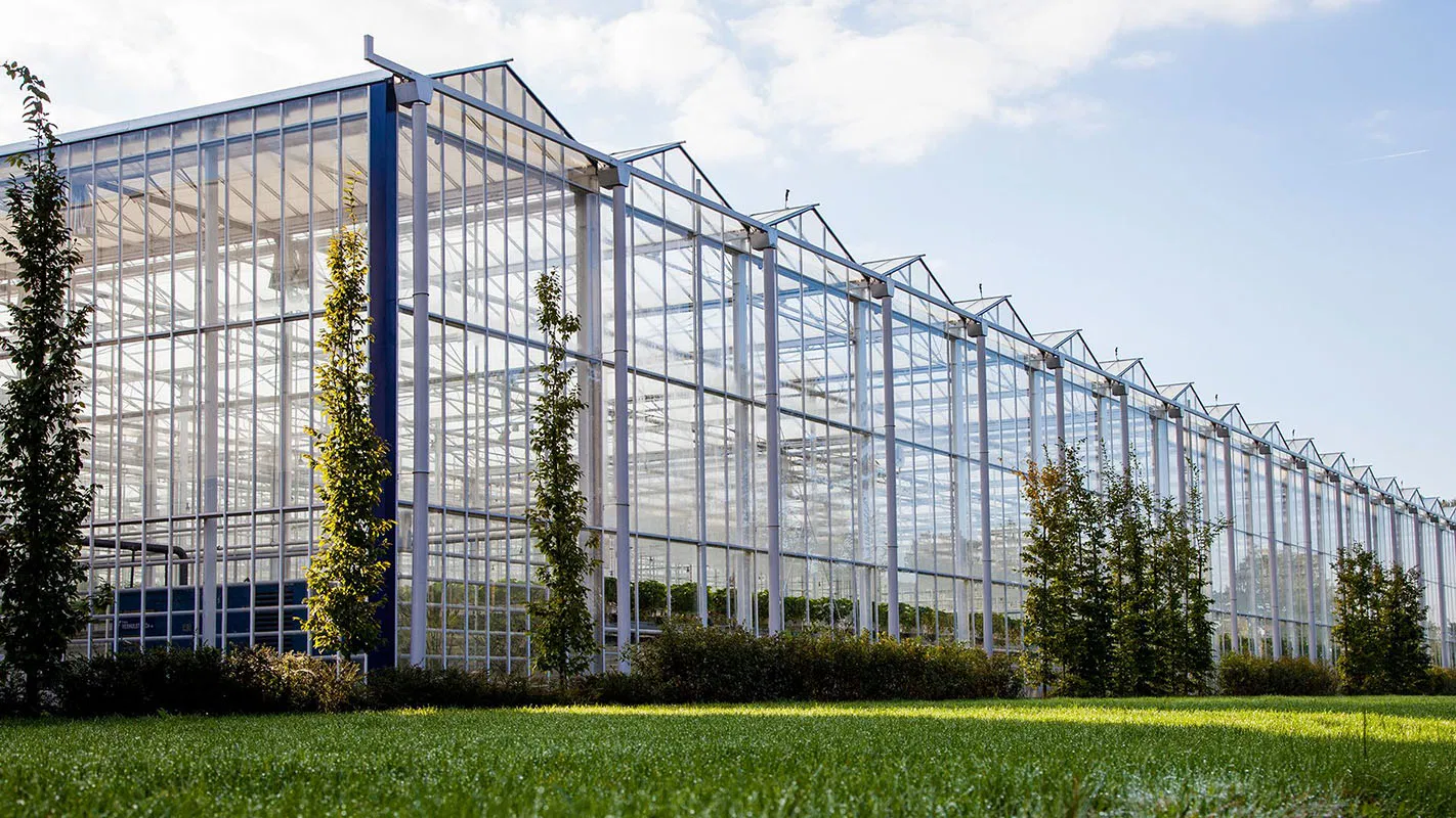 Structural Steel Fabrication Modular Steel Structure Greenhouse for Horticultural Use