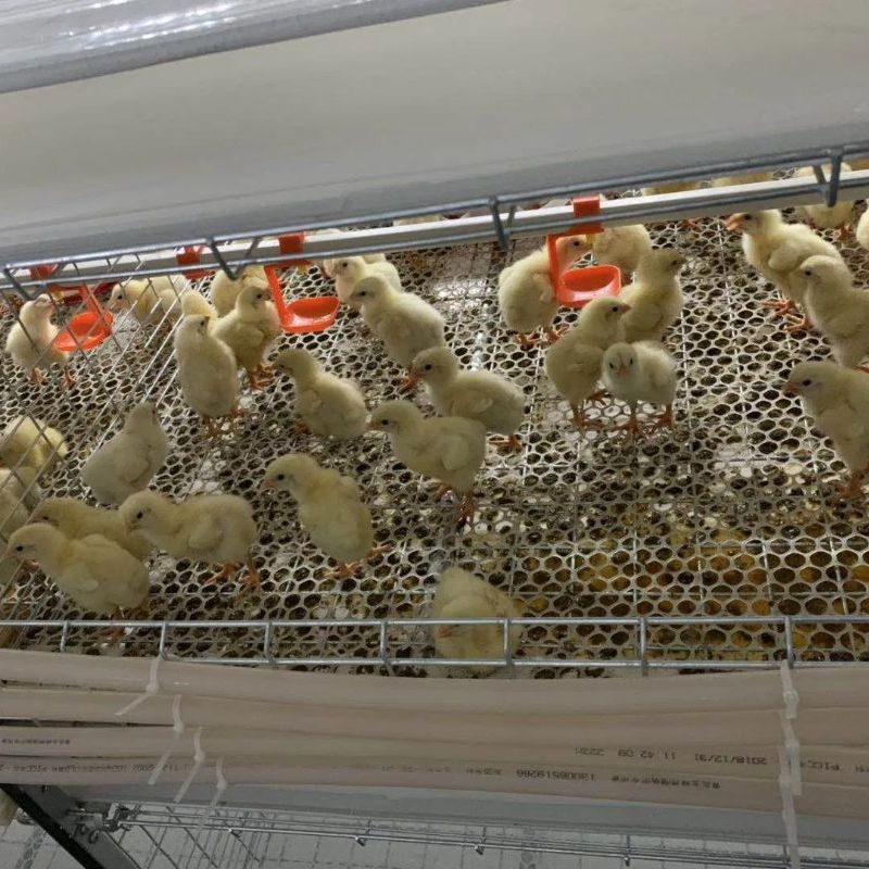 Well Ventilated Poultry Farm Chicken House
