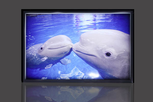 LED Module Light with LED Lighting and LED Display Sign