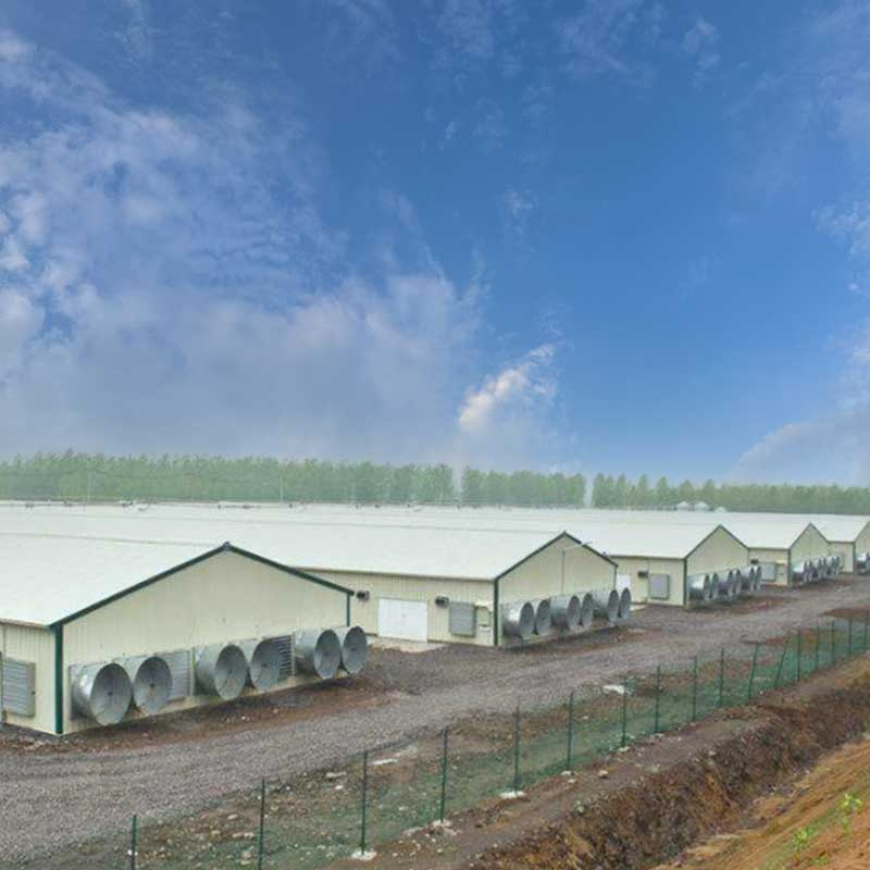 Energy-Efficient Steel Lamb House -Insulated Housing for Sheep Goat Shed