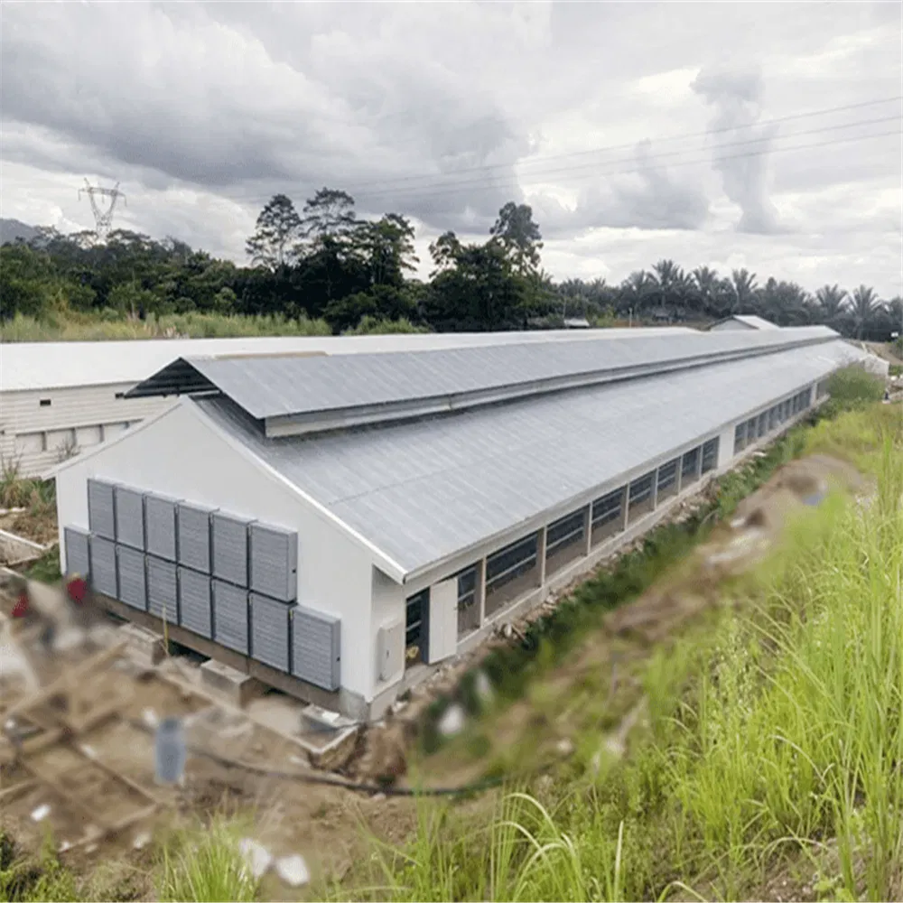 Steel Structure Poultry Shed with Automatic Machinery