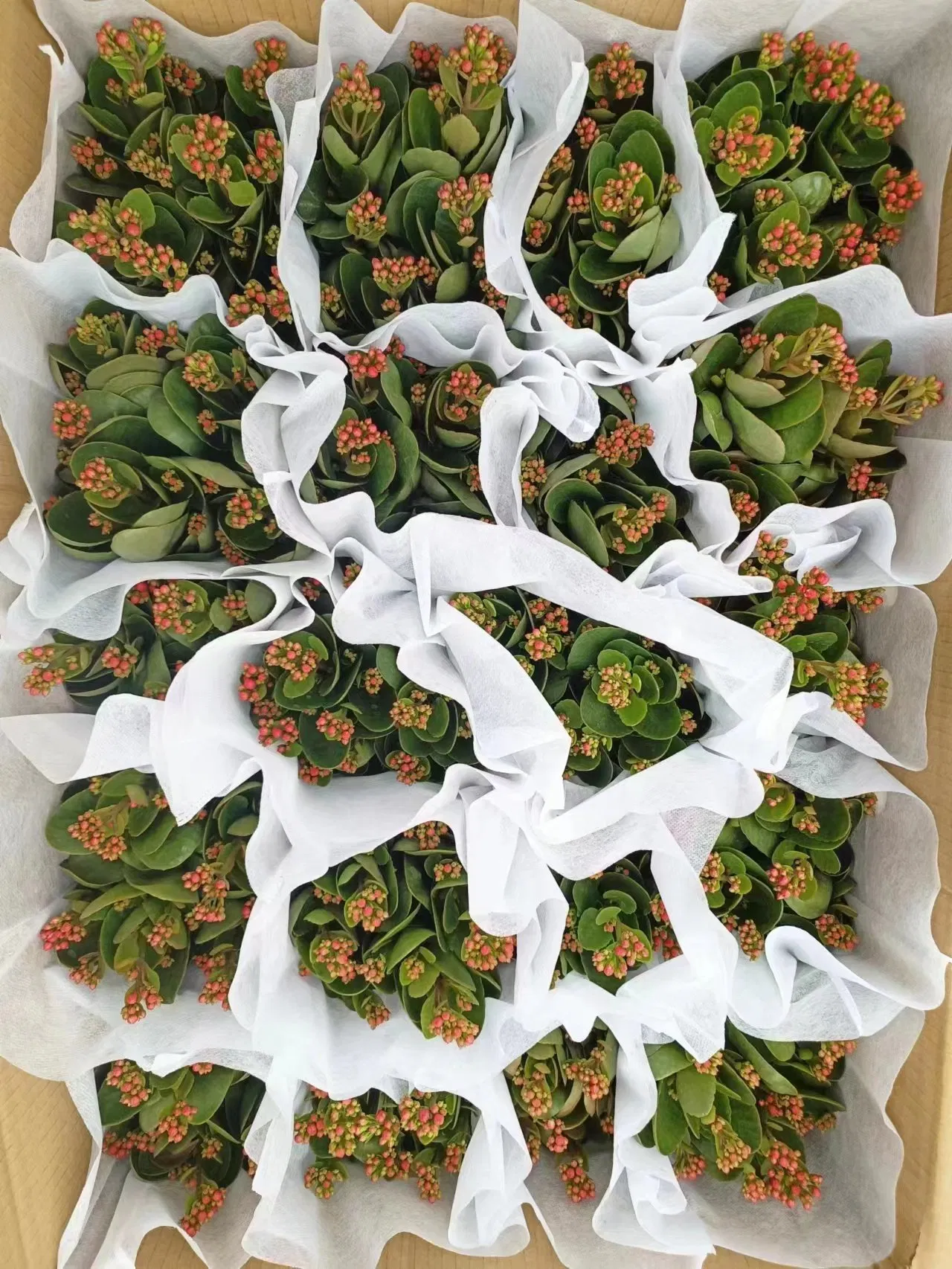 Low Price Kalanchoe Flowers Poinsettia Plant Potted Bonsai for Home Decoration Christmas Gift on Wholesale