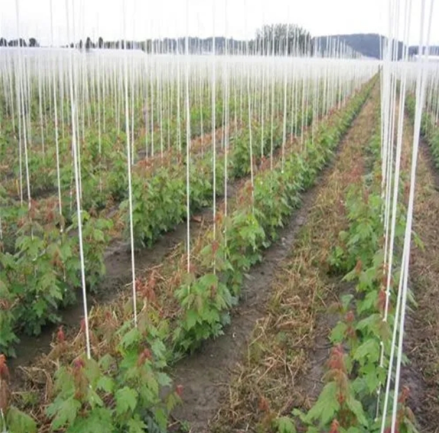 Customized Length Fiberglass Fence Posts Rod with 100% Insulation for Flag Pole/Planting Stake/Tent Pole