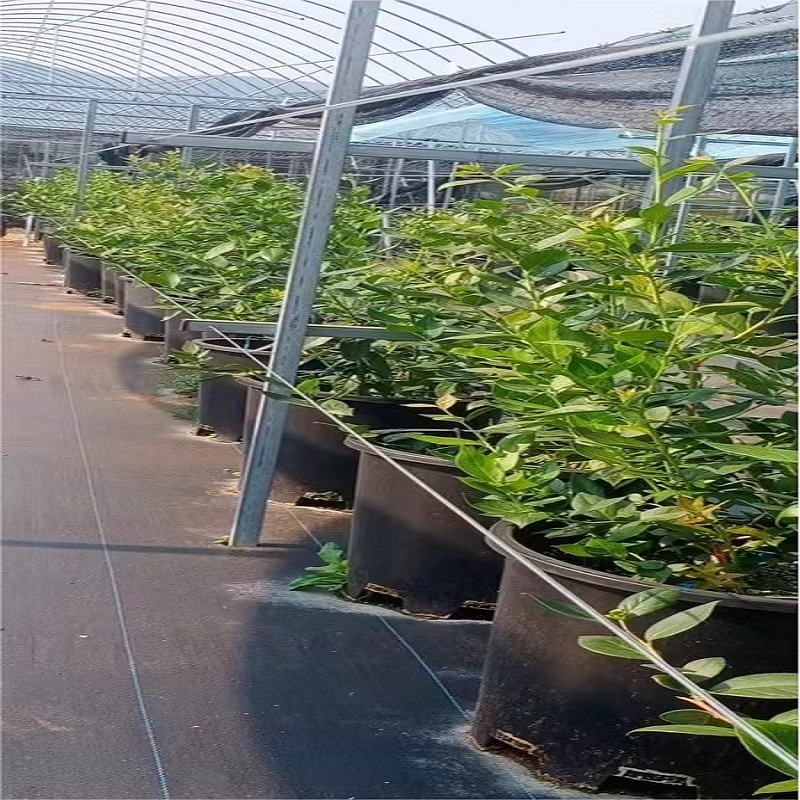 Customized Size Non Woven Agricultural Landscape Grass Proof Geotextile